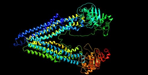 Modèle tridimensionnel d'une protéine obtenu par modélisation par homologie