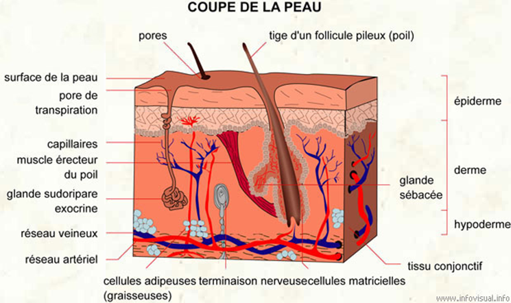 Coupe schématique de la peau humaine : stratum corneum, épiderme, derme et hypoderme