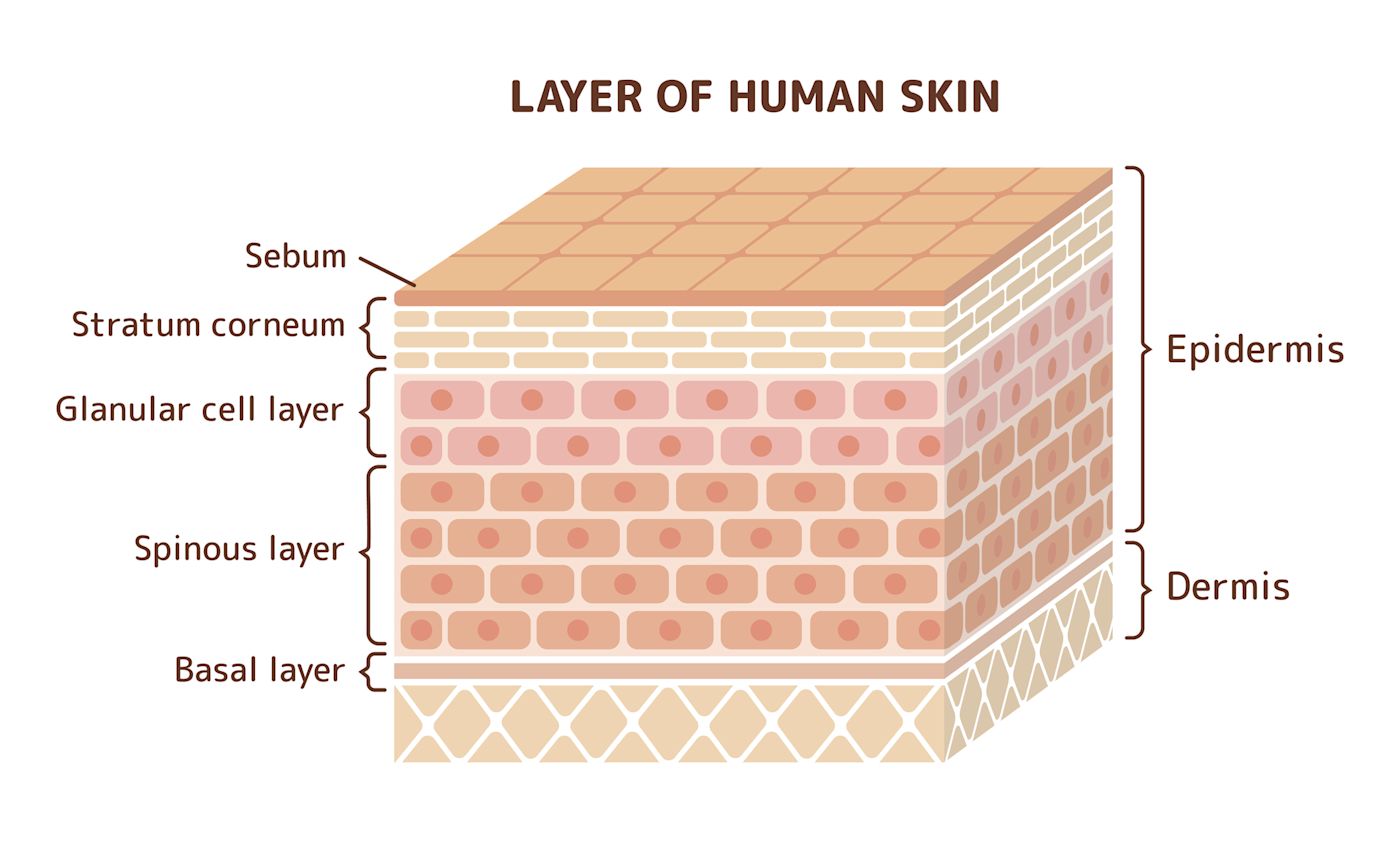Diagram of the layers of human skin: stratum corneum, epidermis, dermis and hypodermis